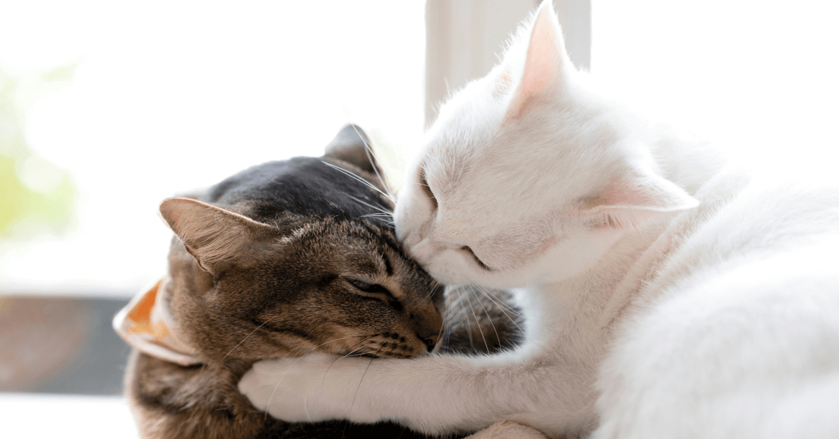Do Cat Whiskers Grow Back? What You Need to Know